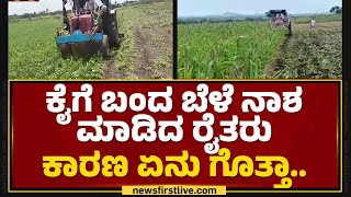 Suresh Churi : ಕೊತ್ತಂಬರಿ \u0026 ಮೆಕ್ಕೆ ಜೋಳ ನಾಶ ಮಾಡಿದ ರೈತರು.. | Haveri | @newsfirstkannada