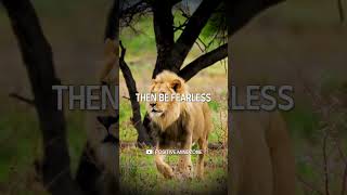 Be Fearless Like a Lion🔥🦁 Motivational Video | Lion Motivation | Attitude #shorts #motivation #lion