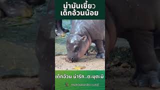 แกล้งเด็กอ้วน  #hippopotamus #hippo #babyhippo #เขาเขียว #สวนสัตว์เปิดเขาเขียว #cute #animals