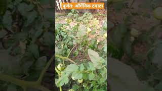 हमारे बगीचे में आर्गेनिक टमाटर | Organic Tomatoes