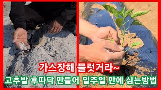 고추밭 후딱 만들어 일주일만에 심기~고추밭두둑 만들기 고추밭 토양관리,퇴비,밑거름,살균제~ 귀농귀촌 중살농장 텃밭