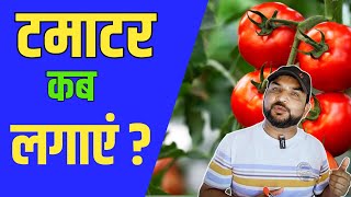 टमाटर गर्मियों के लिए कब लगाएं || Tomato farming || Tamatar Ki Kheti