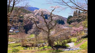 JG8K HDR 福島 葛尾大尽屋敷の桜 Fukushima,Sakura at Katsurao Daijinyashiki