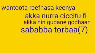 Wantoota  rifeensa kenyaa akka hin guddane fi kan akka nuraa cicituu taasisuu   sababaa torbaa  (7)