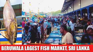 Beruwala Lagest Fish Market, Sri Lanka