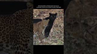 PHOTOGRAPHER CAPTURED RARE FOOTAGE OF A LEOPARD AND BLACK PANTHER WALKING TOGETHER|#shorts #youtube