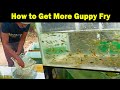 Guppy fry care and growth tips | How to get more guppy babies.