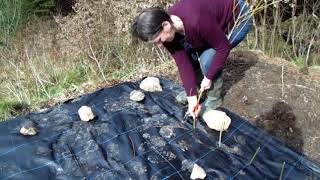 Basket making materials, planting willow