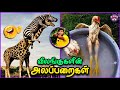 அலப்பறையான ANIMAL சம்பவங்கள் | Funny Animals | Pt.7 | TMF 2.0