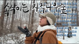 Vlog) 폭설로 완성된 자작나무숲 걷기 / 원대리 속삭이는 자작나무숲