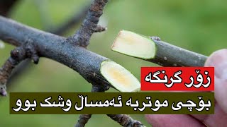 ھۆکار چیە ئەمساڵ موتوربەکانمان وشک بوون ؟ #youtube #grafting #graft #agriculture