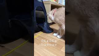 猫じゃらしに夢中になり本気度100%の猫　猫との暮らし