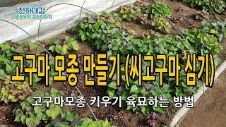 고구마 모종 키우기 씨고구마재배기술