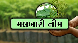 મલાબાર નીમની ખેતી  | KHETI MARU SWABHIMAN | GUJARATI NEWS BULLETIN