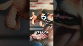 犬が家族の中で1番スキな人にだけ見せる行動が衝撃的すぎる！ #動物 #雑学 #犬　#shorts