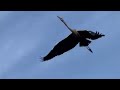 the loud cry of a blue heron【アオサギ】青鷺 鳴き声【立田山】【熊本】tatsuta mountain in kumamoto japan 왜가리 타츠타 산 アオサギ