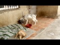 belka ბელკა gspsa dog shelter gspsa ს უპატრონო ძაღლების თავშესაფარი