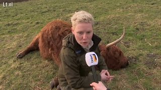 Schotse Hooglanders Schinveld dood na eten taxus