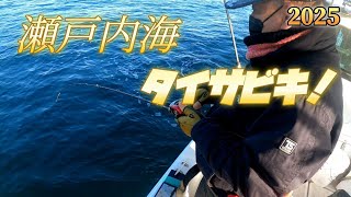 瀬戸内海タイサビキ❗2025年1月26日