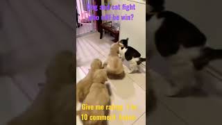 Funniest Animals 2022 😂 #shorts #trending  Funniest Cats and Dogs 😺🐶  | awwanimal part 1