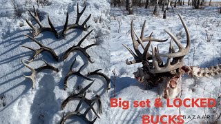 Shed Hunting, Big Sheds \u0026 Locked Bucks!!!