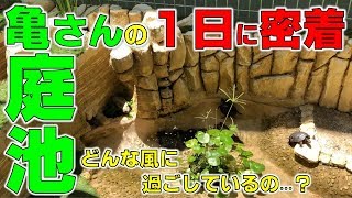 庭池の亀さんに１日密着！どんな風に過ごしているの？【2018#031】