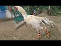 Long tail parrot beak aseel rooster|white collection