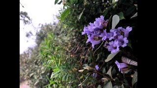 Rajamala Varayadu Neelakurinji 2018, The Legendary Neelakurinji Blooms!