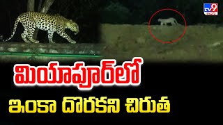 Leopard in Miyapur: మియాపూర్ లో ఇంకా దొరకని చిరుత - TV9