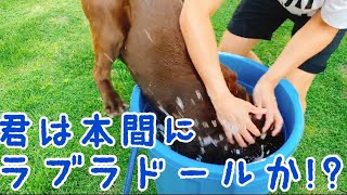 おバカ過ぎてラブラドールレトリバーとは思えない犬