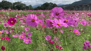 見奈良のコスモス    満開です！    〜愛媛県東温市〜