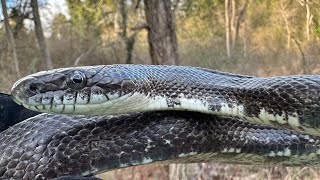 Late Winter Herping, Rat Snakes, Racers, Garters and more!