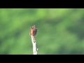 4k ホオジロ（2）4k 30p ソニー（胎内市） meadow bunting wild bird 野鳥 動画図鑑