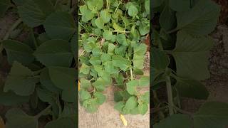 ಇದು ಯಾವ ಗಿಡ Guess which plant #shorts #viralvideo #farmers #trending #farming