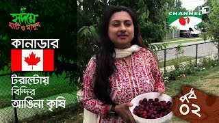 কানাডার টরান্টোয় বিন্দির আঙিনা কৃষি | পর্ব ০২ | Yard farming | Shykh Seraj | Channel i |