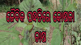 ଜୈବିକ ପଦ୍ଧତିରେ କୋଷଳା ଚାଷ