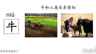 学汉字系列0017牛 #learnchinese