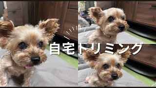 【ヨーキー】自宅トリミングは難しい