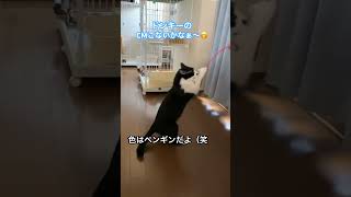 【保護猫】 4兄弟　めちゃくちゃ行ってるからそろそろかも🤭（笑）　#shorts #ねこのいる生活 #cat #ドンキホーテ