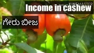 Cashew  farming in kannada ll godambi plant cultivation (ಗೇರು ಬೀಜ) ಕನ್ನಡ ವಿಭಾಗ llfarming in kannada