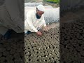 کالج شہتوت کی قلم قاری shehrazgardening