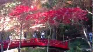 紅葉ー見事に真っ赤な紅葉 小国神社