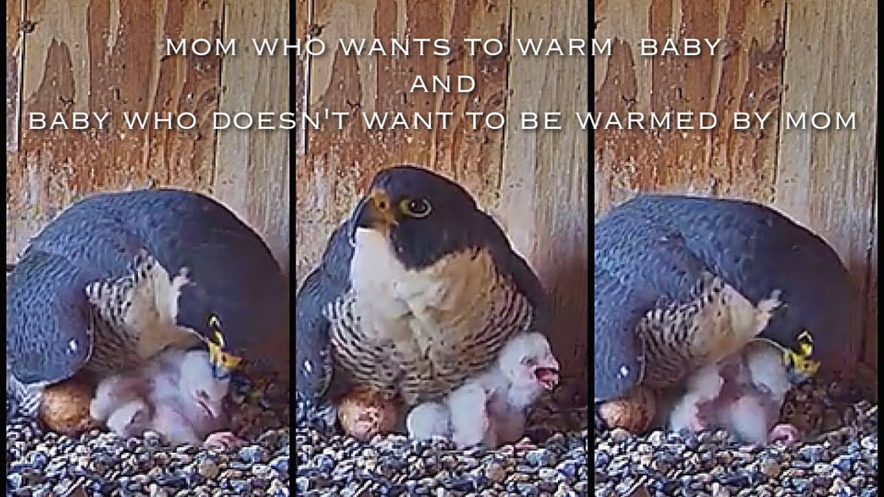 24рџ Falcon Nest пјџbox Camera Falconcam Project Live Youtube