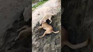 Lebrador vs street dog ਚਿੰਟੂ ਤੇ ਡੱਬੂ chintu \u0026 Dabbu #trending #viral #dogs #dog #dogshorts #views