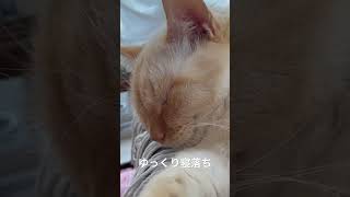 寝落ちする猫 #cat #shorts #猫 #マンチカン