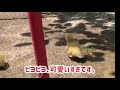 コールダックの赤ちゃん達のお庭デビュー