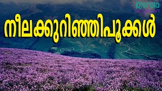 Neelakurinji | കുറിഞ്ഞി വർഗ്ഗത്തിലെ റാണി എന്നറിയപ്പെടുന്ന നീല കുറിഞ്ഞിപ്പൂക്കൾ