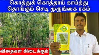 Pkm -1 செடி முருங்கை ரகம் | pkm -1 short drumstick variety | 8072834030