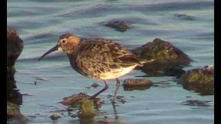 Curlew Sandpiper