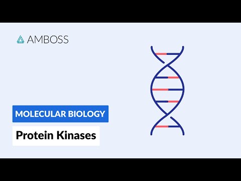 Can serine residues be phosphorylated?